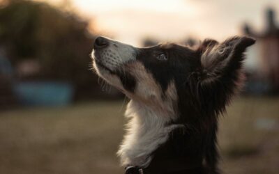 Sheepdog Rising