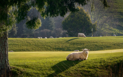 The Shepherd’s Rest
