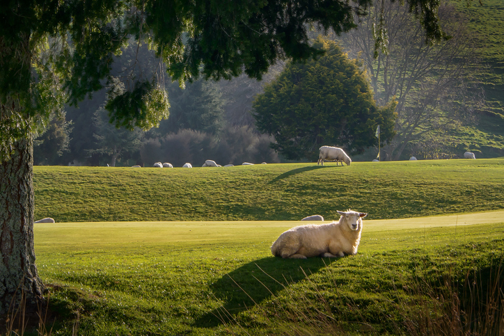 The Shepherd’s Rest